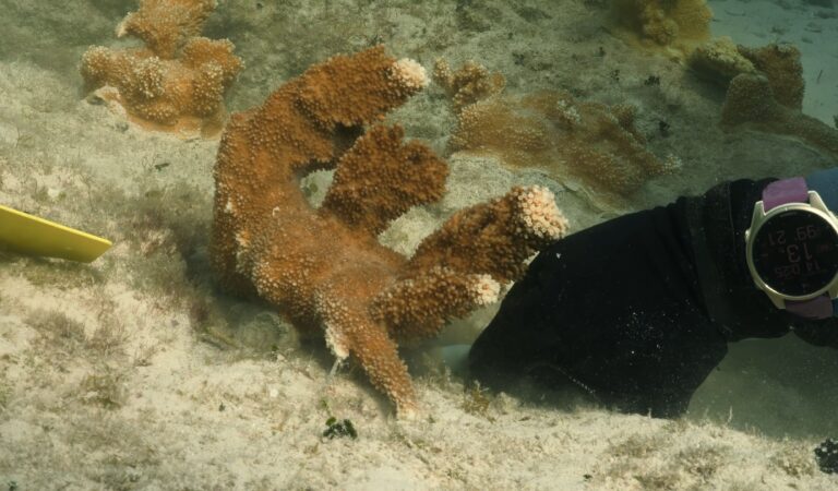 MSC Foundation trapianta altri 32 coralli elkhorn endemici alle Bahamas per proteggere le barriere coralline